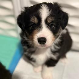 Koda - Black tri male Miniature Australian Shepherd puppy in Spokane Valley, Washington from Northern Roots Aussies