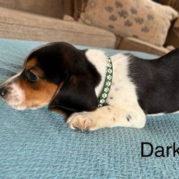 Dark green - Black white and tan male Beagle puppy in Plainfield, Wisconsin from I Wanna Hunt Too