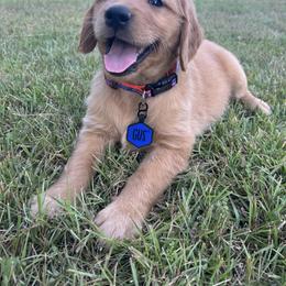 Golden Retriever Puppies from Hidden Oaks Golden Retrievers