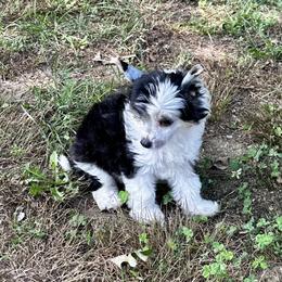 Boy 2 - Black white and tan male Chinese Crested puppy in Rockvale, Tennessee from Cosmic Chinese Cresteds & Wind-Echo Poodles