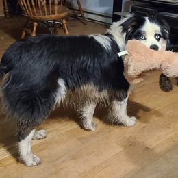 Australian Shepherd All Grown Up from Aussies of Sunset Ridge
