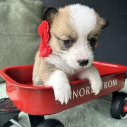 Christina Koch - Red and white female American Corgi puppy in Cocoa, Florida from Cascadian Space Coast Corgis LLC