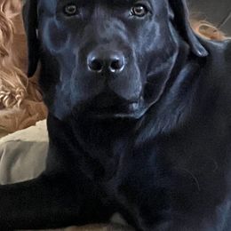 Labrador Retrievers from A Dog’s Life Farm
