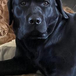 Labrador Retrievers from A Dog’s Life Farm