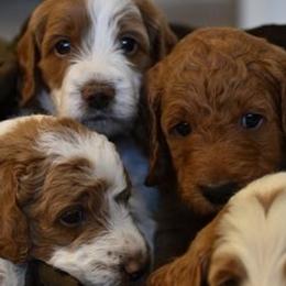 Goldendoodles from DaisysdoodlesAZ