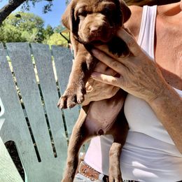 Labrador Retriever Puppies from The Sugar & Spice Ranch Labrador Retrievers