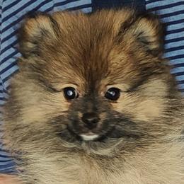 Girl 3 - Orange sable female Pomeranian puppy in Turnersville, New Jersey from MK Exquisite Poms