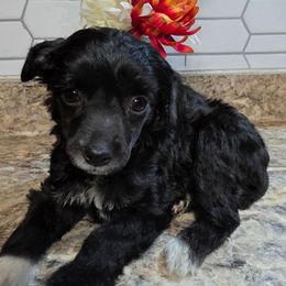 Belle - Black female Chinese Crested puppy in Clarksville, Tennessee from Andrews Chinese Cresteds and Euro Bassets