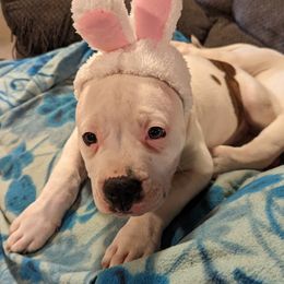 American Bulldog Puppies from Ugly Kluck Farm