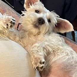 Miniature Schnauzer Puppies from Schnauzer puppies