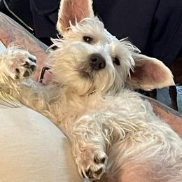 Miniature Schnauzer Puppies from Schnauzer puppies