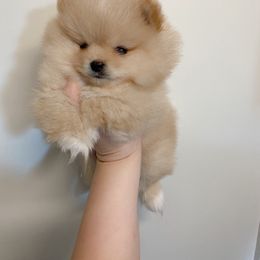 Pomeranian and Poodle Puppies from Mon Chéri Kennels