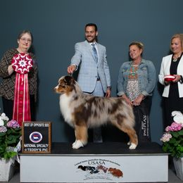 Flame - Australian Shepherd