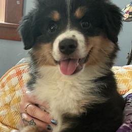 Minnie - Black tri female Miniature Australian Shepherd puppy in Conneaut, Ohio from J&K Mini Aussies and Golden Retrievers