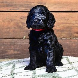 Red Collar - Black male Goldendoodle puppy in Ocala, Florida from Hancock Place
