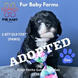 Stormy - Black male Goldendoodle puppy in Michigan from Fur Baby Farms