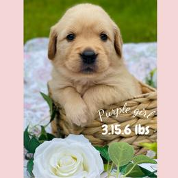 Golden Retriever Puppies from All shades Golden