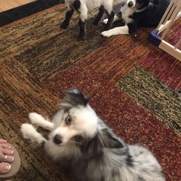 Toy Australian Shepherd All Grown Up from The Ranch of the Sun Toy Aussies