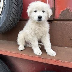 Bless - Maremma Sheepdog puppy from White Star Acres