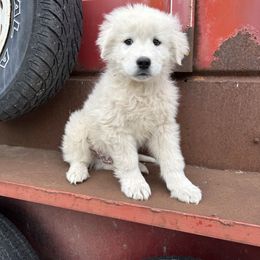 Bless - Maremma Sheepdog puppy from White Star Acres