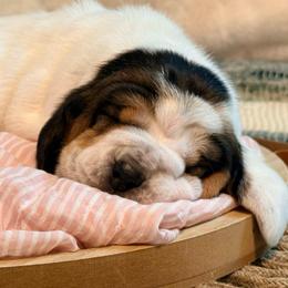 Pearl - Black white and brown female Basset Hound puppy in Edmonton, Kentucky from RiverBottom Bassets
