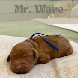 Mr. Wave - Red  male Goldendoodle puppy in Pensacola, Florida from Ruby Pupper Doodles