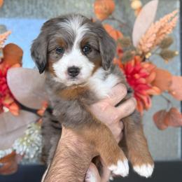 Sarah - female Australian Mountain Doodle puppy in Spanish Fork, Utah from K Brand Doodles