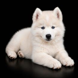 Freddie - White male Pomsky puppy in Spokane, Washington from Spokane Pomskies