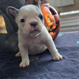 Lilac pied female - Blue female French Bulldog puppy in Tuscaloosa, Alabama from J & J classic frenchies