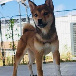 Boy 3 - Sesame male Shiba Inu puppy in Wildomar, California from Almond & Sesame