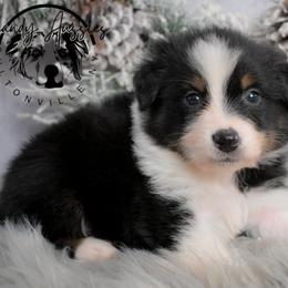 Zayken - Black tri-color male Australian Shepherd puppy in Fultonville, New York from Sandy Aussies & Pomeranians