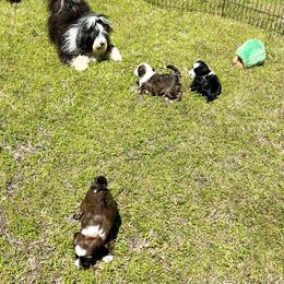 "Mo Mo's playing with her babies!" Tibetan Terrier Puppies from Rama Kha Tibetans