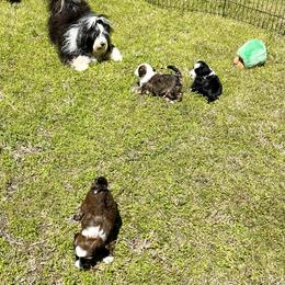 "Mo Mo's playing with her babies!" Tibetan Terrier Puppies from Rama Kha Tibetans