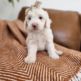 Banana - Blue merle and white female Sheepadoodle puppy in Tooele, Utah from Salt & Snow Pups