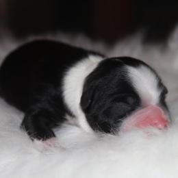 Balto - Black tri-color male Australian Shepherd puppy in Star City, Arkansas from Circle P Farm Australian Shepherds