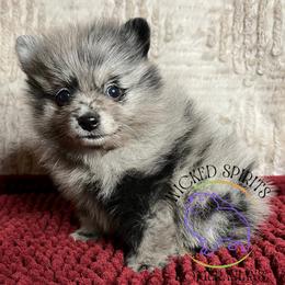 AKC GORON - Blue merle male Pomeranian puppy in Watkins Glen, New York from Wicked Spirits Pomeranians