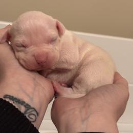 Eva - White female American Staffordshire Terrier puppy in Lizella, Georgia from Àine Amstaffs