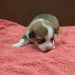 Ranger - Red male Pembroke Welsh Corgi puppy in Charleroi, Pennsylvania from Twilight Hollow Corgis