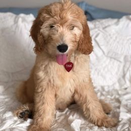 Goldendoodle and Poodle Puppies from The Doodle Patch