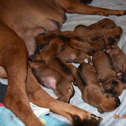 Boy 3 - Rd whtn blk nose male Rhodesian Ridgeback puppy in Broussard, Louisiana from Karamojo Ridgebacks,  Quality over Quantity