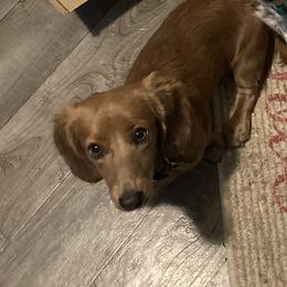 Possum - Dachshund