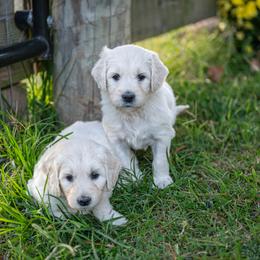 Bernedoodle and Goldendoodle Puppies from White Oak Doodles