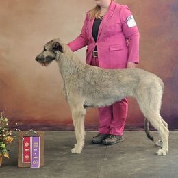 Nevanthi - Irish Wolfhound