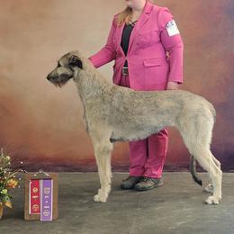 Nevanthi - Irish Wolfhound