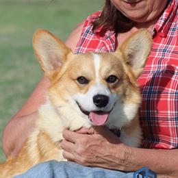 Winston - Pembroke Welsh Corgi