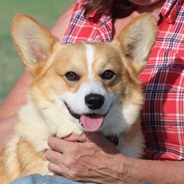 Winston - Pembroke Welsh Corgi