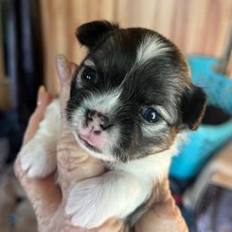 Sable - Chocolate sabled fawn female Chihuahua puppy in Tecumseh, Oklahoma from Callie’s Happy Chihuahuas, Callie’s Happy Treasures LLC