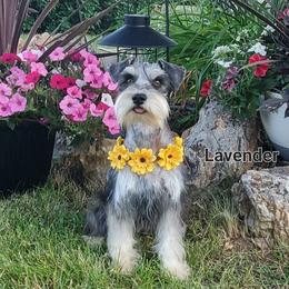 Lavender - Black and silver Miniature Schnauzer puppy in Vernal, Utah from High Uinta Schnauzers