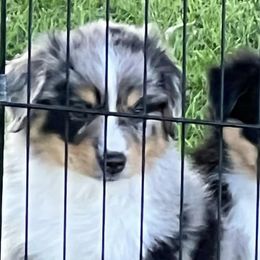 Miniature Australian Shepherds from Kj’s Mini Aussies