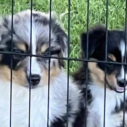 Miniature Australian Shepherds from Kj’s Mini Aussies